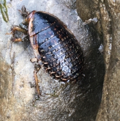 Calolampra sp. (genus) (Bark cockroach) at Burra, NSW - 14 Jun 2021 by Ned_Johnston