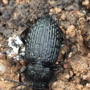 Adelium porcatum at Burra, NSW - 14 Jun 2021 10:54 AM