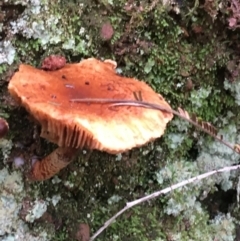 Unverified Cap on a stem; gills below cap [mushrooms or mushroom-like] - 1 Jan 1900 by NedJohnston