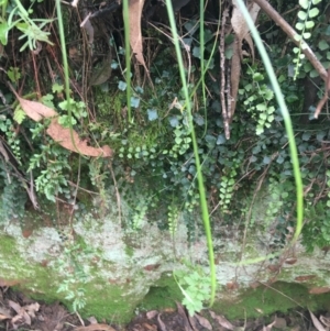 Asplenium flabellifolium at Burra, NSW - 14 Jun 2021