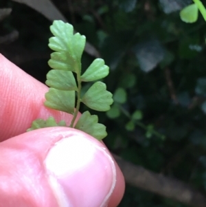 Asplenium flabellifolium at Burra, NSW - 14 Jun 2021