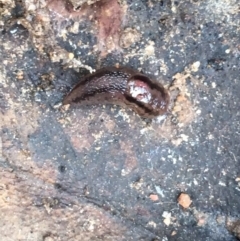 Ambigolimax sp. (valentius and waterstoni) (Striped Field Slug) at Yarrow, NSW - 14 Jun 2021 by NedJohnston
