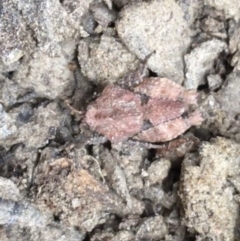 Tetrigidae (family) (Pygmy grasshopper) at Yarrow, NSW - 14 Jun 2021 by Ned_Johnston