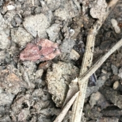 Tetrigidae (family) at Googong Reservoir - 14 Jun 2021