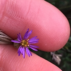 Vittadinia cuneata var. cuneata (Fuzzy New Holland Daisy) at Burra, NSW - 14 Jun 2021 by Ned_Johnston