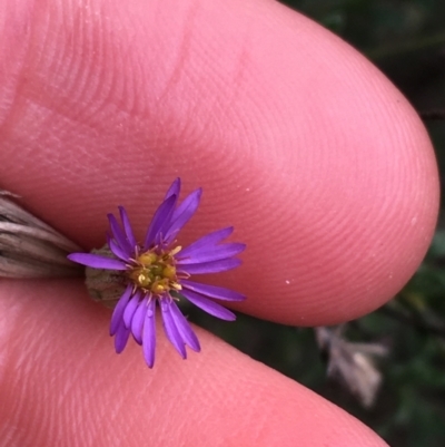 Vittadinia cuneata var. cuneata (Fuzzy New Holland Daisy) at Burra, NSW - 14 Jun 2021 by Ned_Johnston