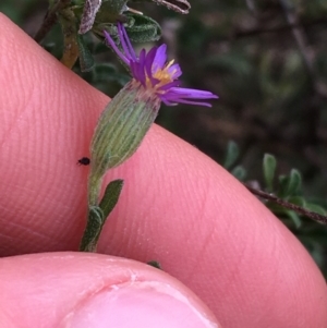 Vittadinia cuneata var. cuneata at Burra, NSW - 14 Jun 2021 12:30 PM