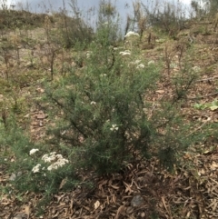 Cassinia longifolia (Shiny Cassinia, Cauliflower Bush) at Burra, NSW - 14 Jun 2021 by Ned_Johnston