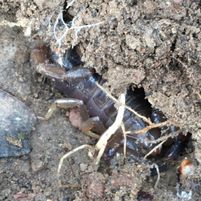 Urodacus manicatus (Black Rock Scorpion) at Googong Foreshore - 14 Jun 2021 by Ned_Johnston