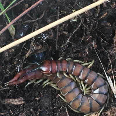 Cormocephalus aurantiipes (Orange-legged Centipede) at Bruce, ACT - 1 Jun 2021 by Ned_Johnston