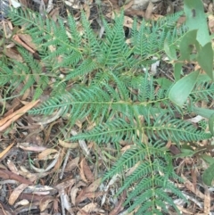 Pteridium esculentum (Bracken) at Mulloon, NSW - 23 May 2021 by NedJohnston