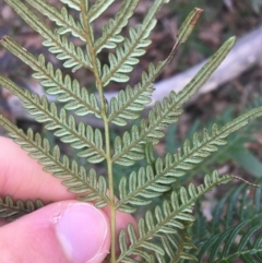 Pteridium esculentum at Mulloon, NSW - 23 May 2021