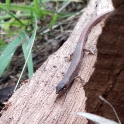 Saproscincus mustelinus (Weasel Skink) at Goulburn, NSW - 14 Jun 2021 by Rixon