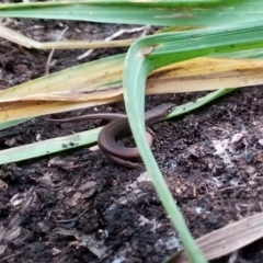 Saproscincus mustelinus at Goulburn, NSW - 14 Jun 2021