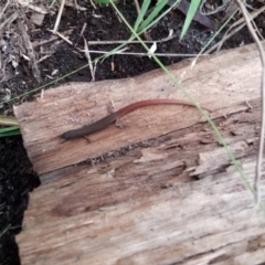 Saproscincus mustelinus at Goulburn, NSW - 14 Jun 2021