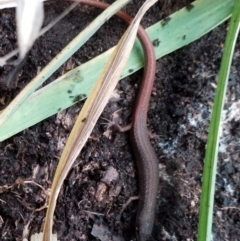 Saproscincus mustelinus at Goulburn, NSW - 14 Jun 2021