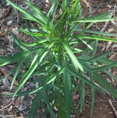 Solanum aviculare (Kangaroo Apple) at Scott Nature Reserve - 23 May 2021 by NedJohnston