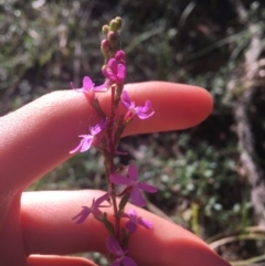 Stylidium graminifolium (Grass Triggerplant) at Mulloon, NSW - 23 May 2021 by Ned_Johnston