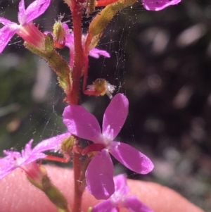 Stylidium graminifolium at Mulloon, NSW - 23 May 2021 10:06 AM