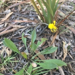 Goodenia bellidifolia subsp. bellidifolia (Daisy Goodenia) at Mulloon, NSW - 23 May 2021 by Ned_Johnston