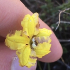 Goodenia hederacea (Ivy Goodenia) at Scott Nature Reserve - 23 May 2021 by NedJohnston