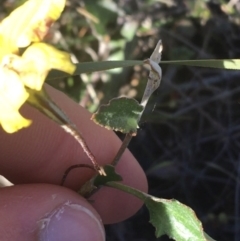 Goodenia hederacea at Mulloon, NSW - 23 May 2021 11:06 AM