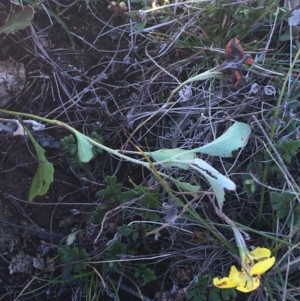 Goodenia hederacea at Mulloon, NSW - 23 May 2021 11:06 AM