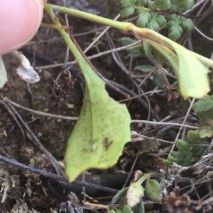 Goodenia hederacea at Mulloon, NSW - 23 May 2021 11:06 AM