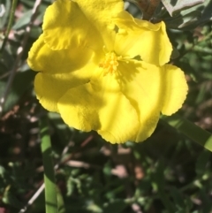 Hibbertia obtusifolia (Grey Guinea-flower) at Scott Nature Reserve - 23 May 2021 by NedJohnston