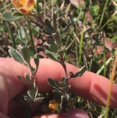 Hibbertia obtusifolia at Mulloon, NSW - 23 May 2021 11:19 AM