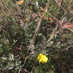 Hibbertia obtusifolia at Mulloon, NSW - 23 May 2021 11:19 AM