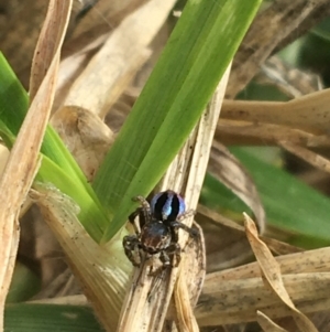 Maratus chrysomelas at Goulburn, NSW - 9 May 2021 12:57 PM