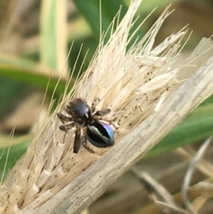 Maratus chrysomelas at Goulburn, NSW - 9 May 2021