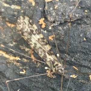 Discobola sp. (genus) at Bruce, ACT - 1 Jun 2021