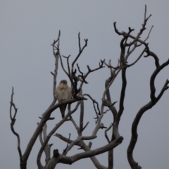 Falco cenchroides (Nankeen Kestrel) at Symonston, ACT - 14 Jun 2021 by alexandria1994