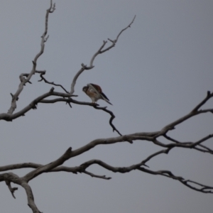 Falco cenchroides at Symonston, ACT - 14 Jun 2021 04:30 PM