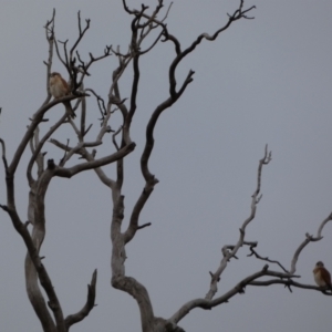 Falco cenchroides at Symonston, ACT - 14 Jun 2021 04:30 PM