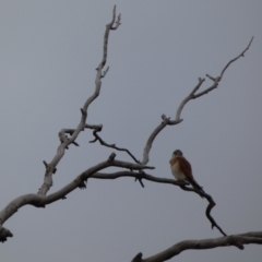 Falco cenchroides at Symonston, ACT - 14 Jun 2021