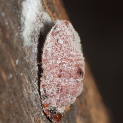 Coccoidea (superfamily) (Mealy bug or scale insect) at ANBG - 2 Jun 2021 by TimL