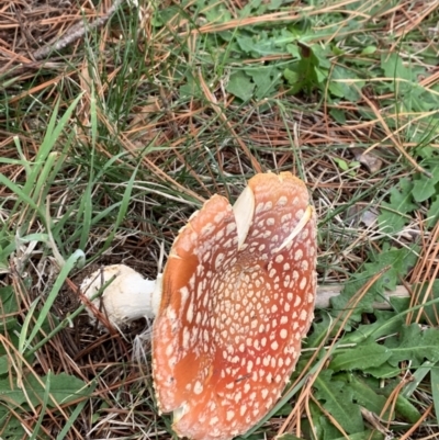 Amanita muscaria (Fly Agaric) at Lyneham, ACT - 7 Apr 2021 by Wendyp5