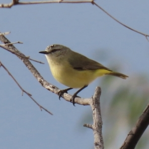 Acanthiza chrysorrhoa at Hume, ACT - 14 Jun 2021