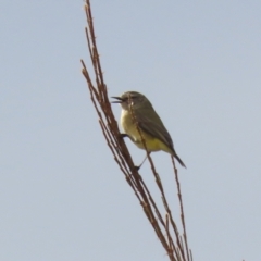 Acanthiza chrysorrhoa at Hume, ACT - 14 Jun 2021