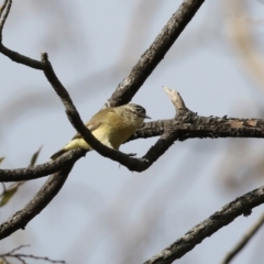 Acanthiza chrysorrhoa at Hume, ACT - 14 Jun 2021