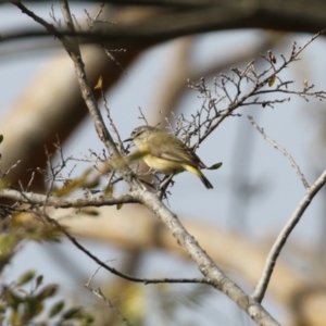 Acanthiza chrysorrhoa at Hume, ACT - 14 Jun 2021