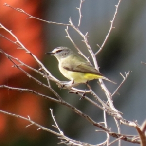 Acanthiza chrysorrhoa at Hume, ACT - 14 Jun 2021