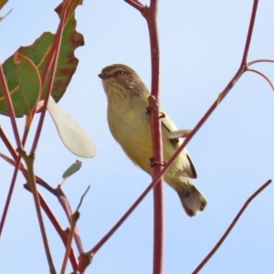 Smicrornis brevirostris at Hume, ACT - 14 Jun 2021