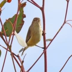 Smicrornis brevirostris at Hume, ACT - 14 Jun 2021