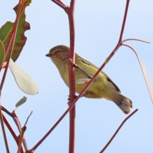 Smicrornis brevirostris at Hume, ACT - 14 Jun 2021