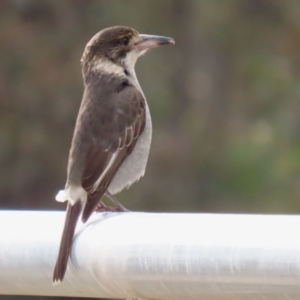 Cracticus torquatus at Hume, ACT - 14 Jun 2021 02:11 PM