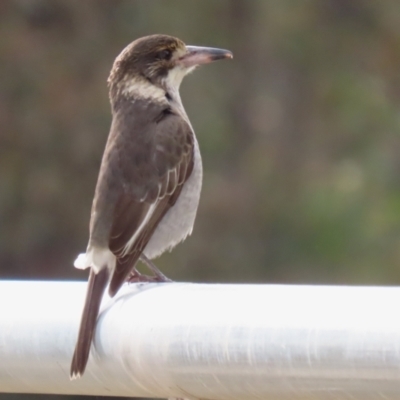 Cracticus torquatus (Grey Butcherbird) at Hume, ACT - 14 Jun 2021 by RodDeb